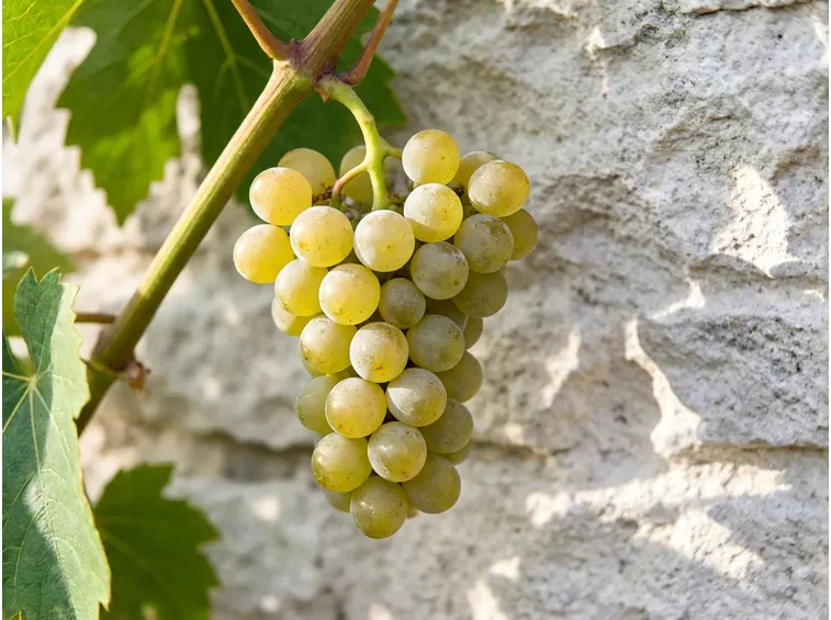 Che cosa sono i vitigni bianchi PIWI e da dove arrivano