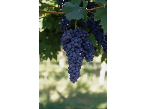 Barbera del Sannio
