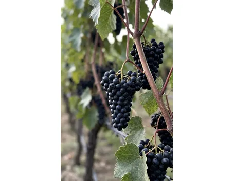Barbera del Sannio
