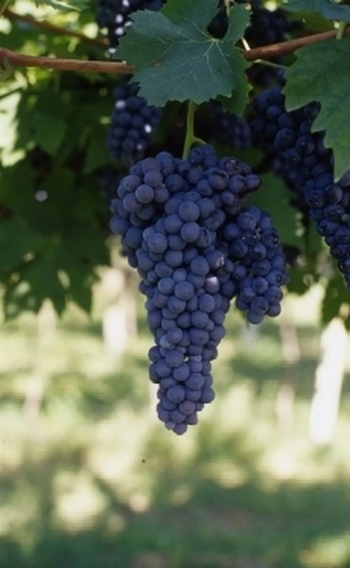 Barbera del Sannio
