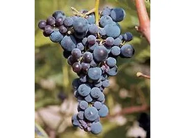 brachetto