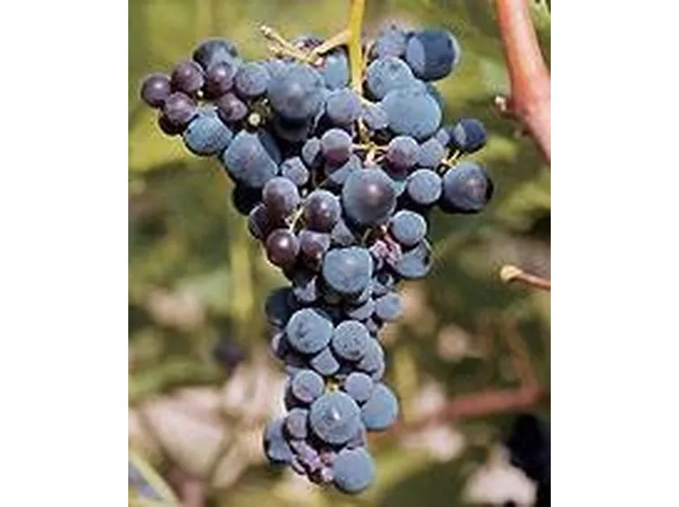 brachetto