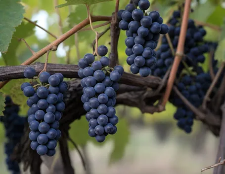 Cabernet Franc 