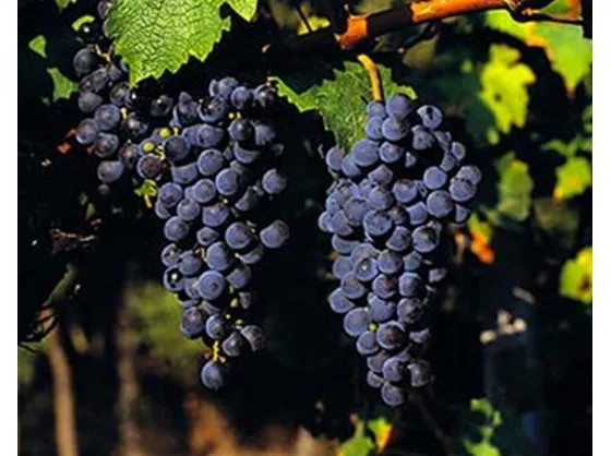 Cabernet Sauvignon