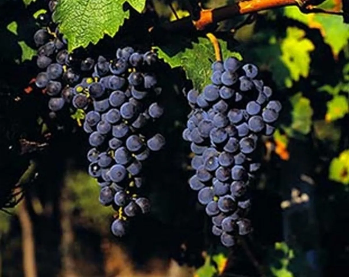 Cabernet Sauvignon