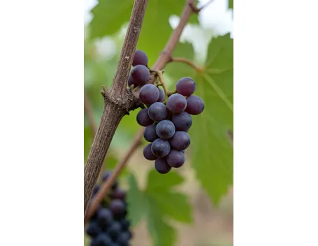 Cannonau