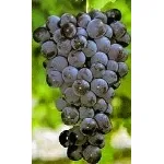 Cannonau