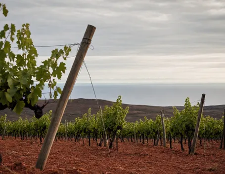 vigneti di Carignano del Sulcis