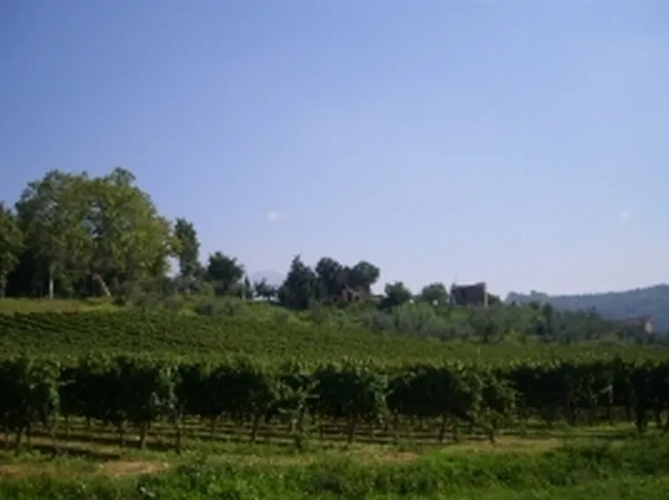 Vigneti del Cesanese