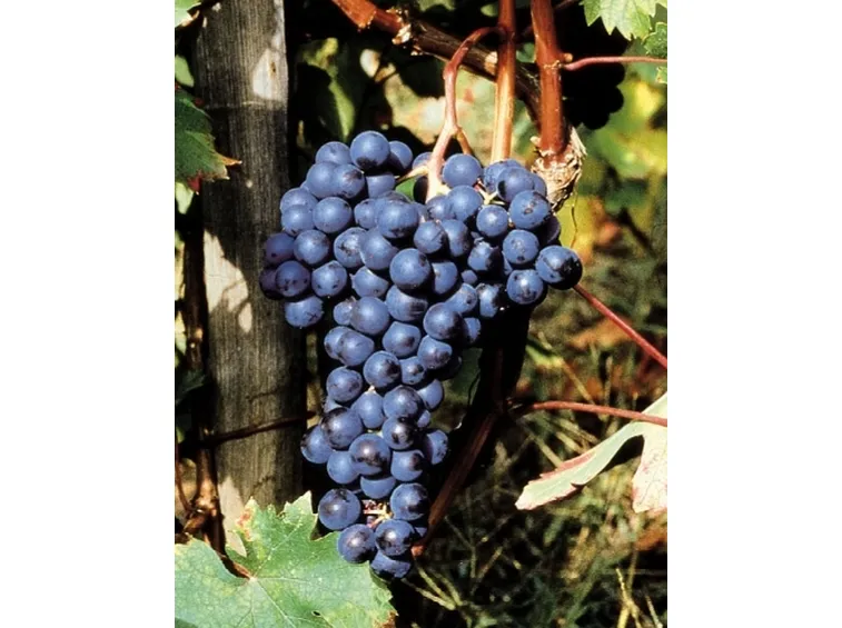 un grappolo di Dolcetto