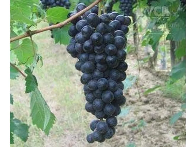 fortana