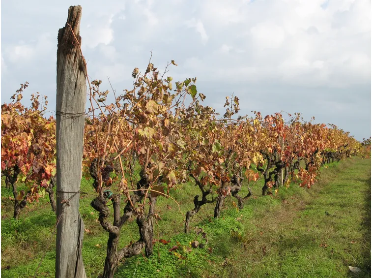 Vigneti del Gaglioppo