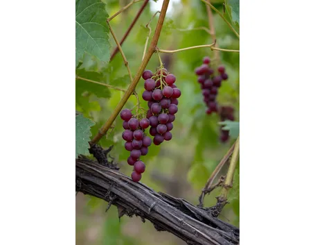 Grignolino