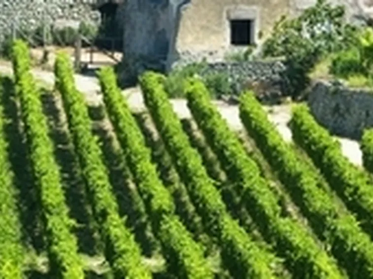 Vigneti casa dambra