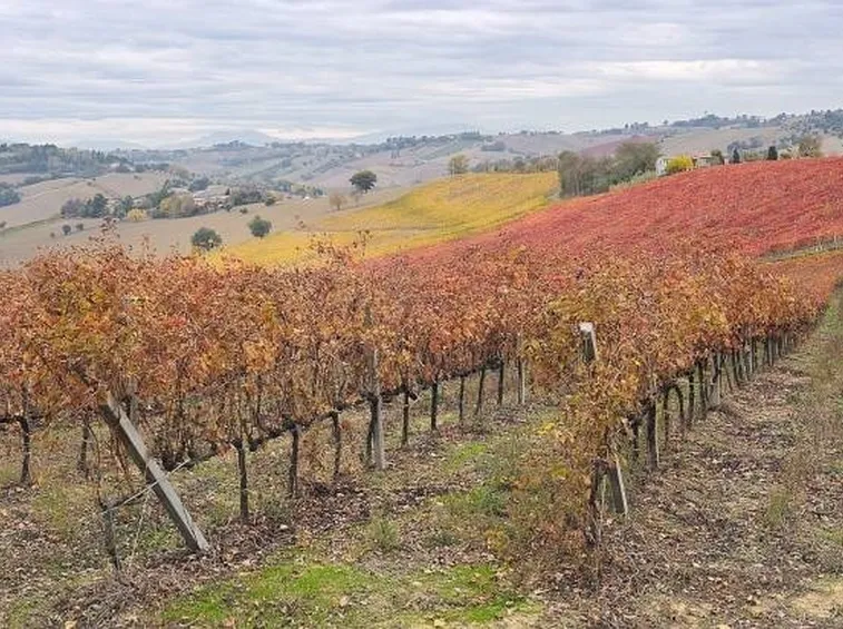 vigneti