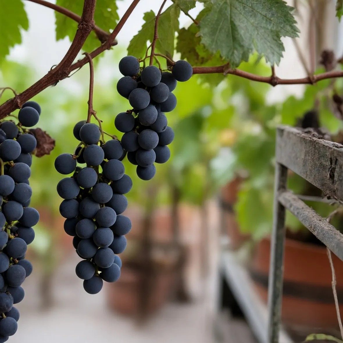 Lambrusco Grasparossa