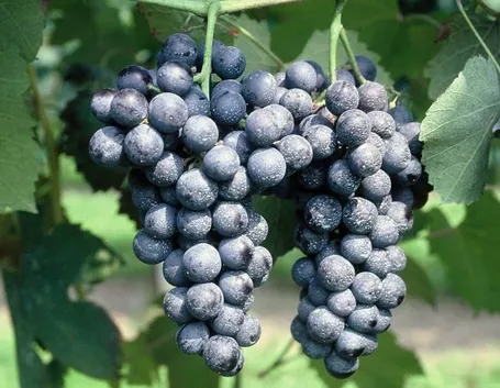 Lambrusco di Sorbara