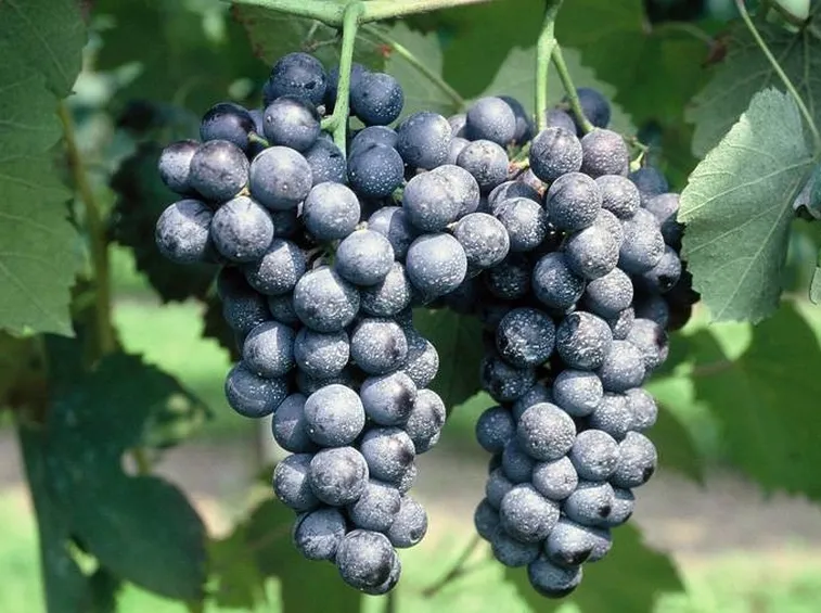Lambrusco di Sorbara