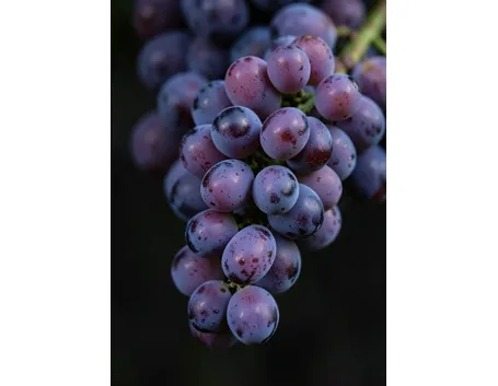 Lambrusco Maestri