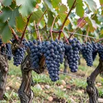 Malbec