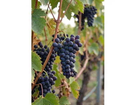Malvasia di Candia Aromatica