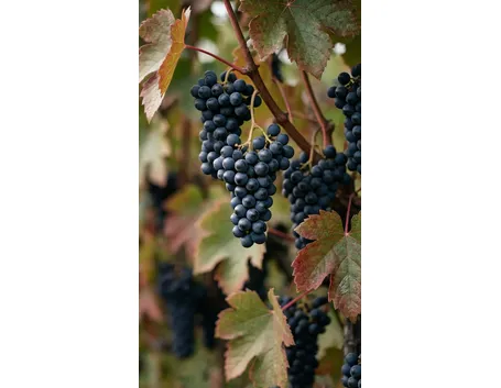 Malvasia di Schierano