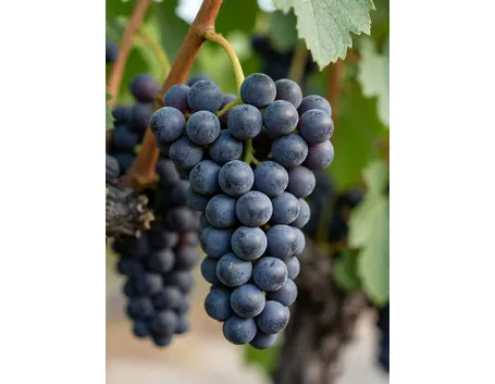 Malvasia Nera di Lecce