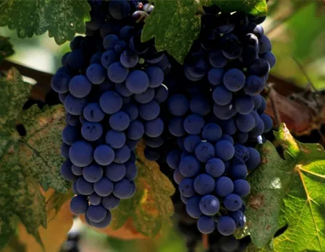 Merlot