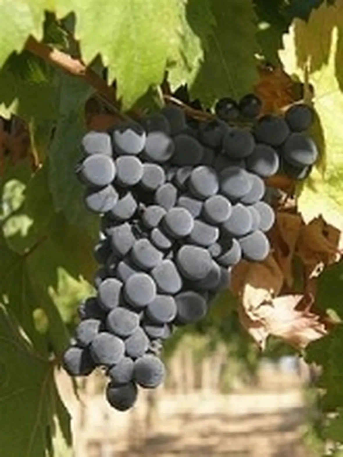 Montepulciano