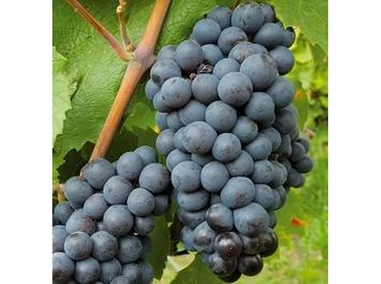 schiava