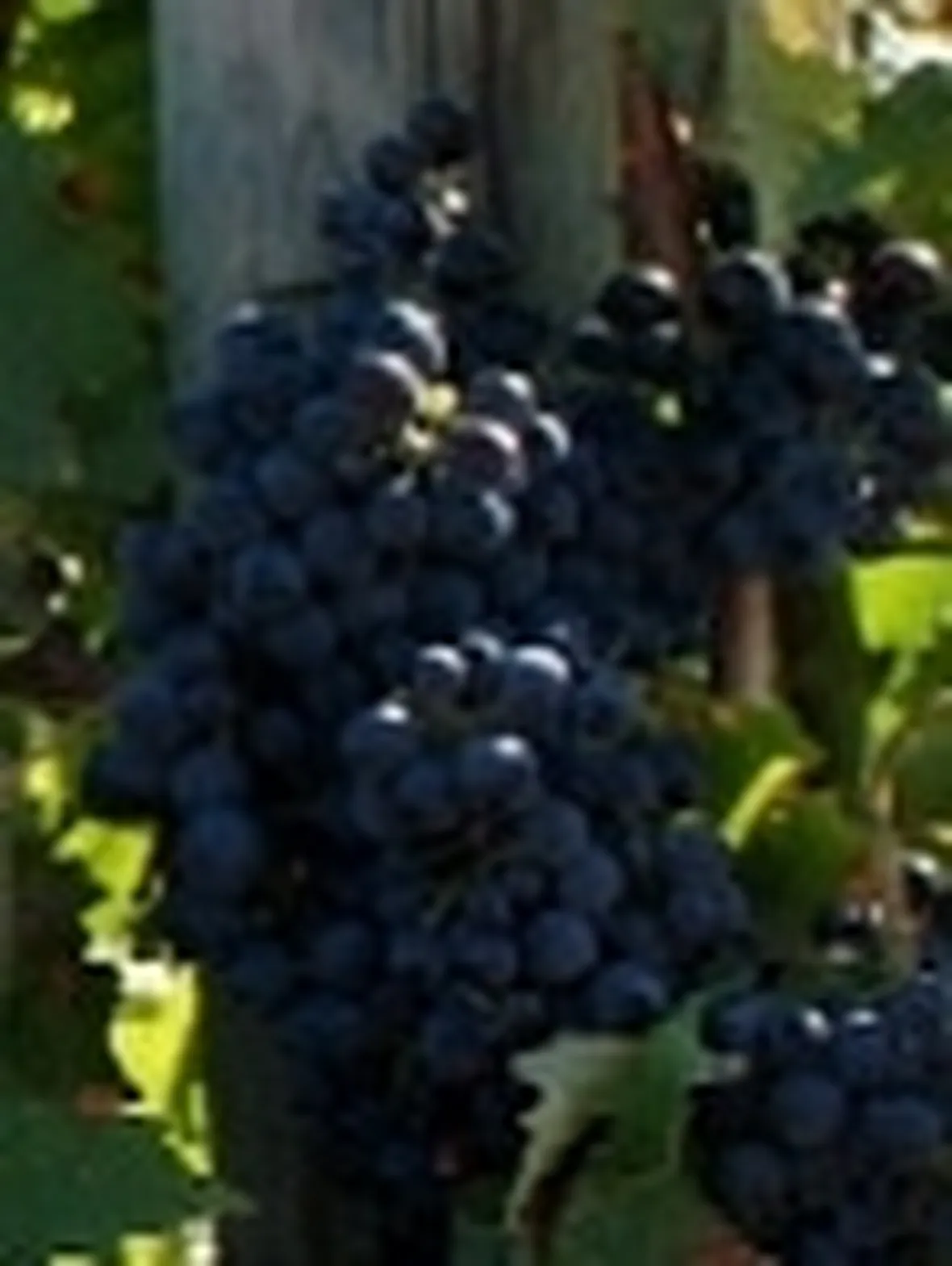 Tintilia
