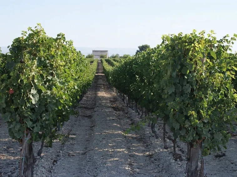 I vigneti della provincia di Bari
