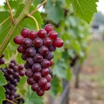 Che cosa rende resistente un vitigno rosso PIWI