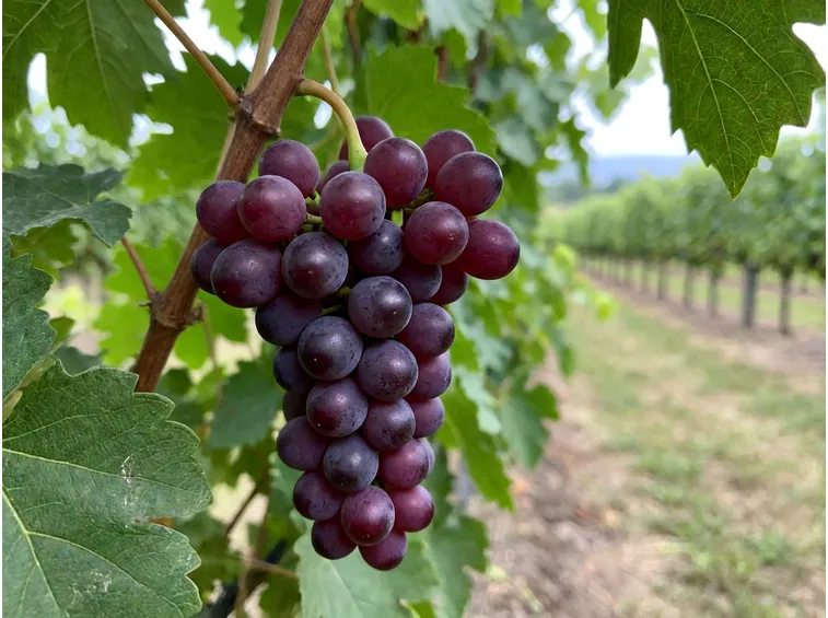Le varietà di scuola tedesca e svizzera: Regent, Cabernet Cortis, Prior, Pinotin