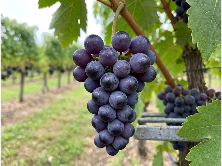 I rossi resistenti nati in Italia: Cabernet Volos, Merlot Khorus, Julius e altri