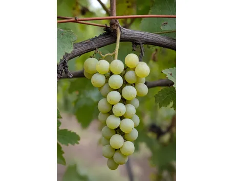 http://vins-beck.fr/images/grapes/sylvaner.jpg