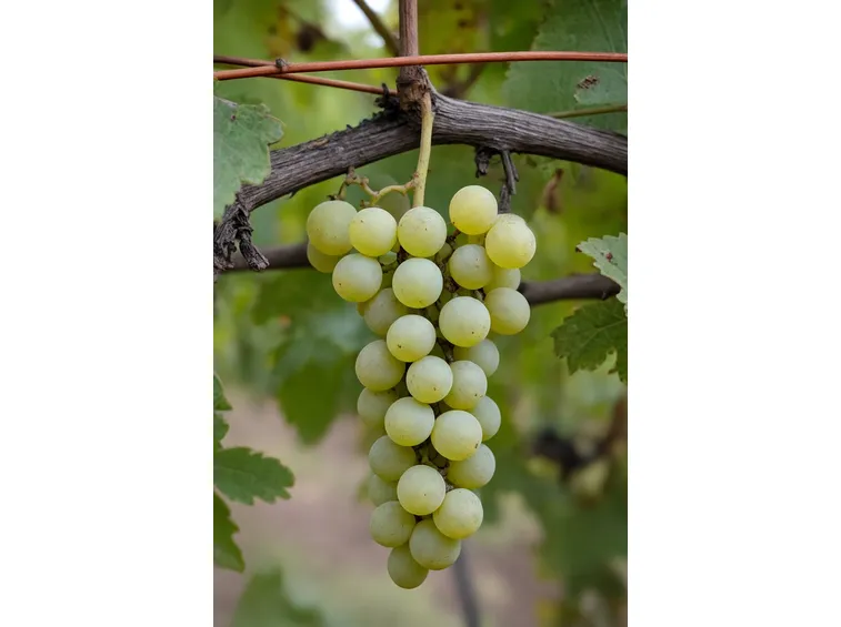http://vins-beck.fr/images/grapes/sylvaner.jpg