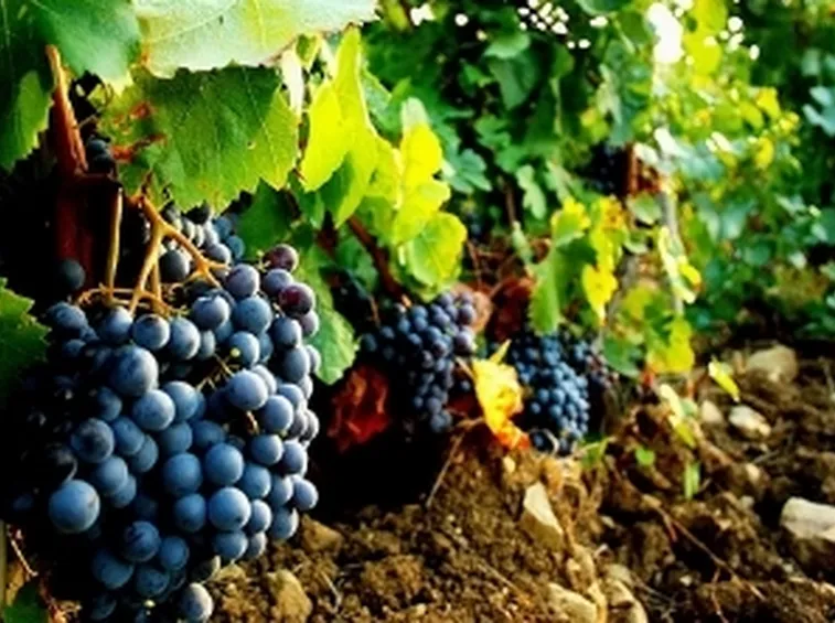 http://sardegna.blogosfere.it/images/dicembre07/cannonau.jpg