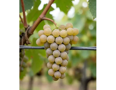 grappolo bianco