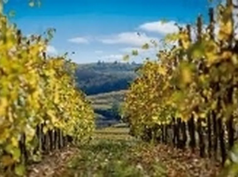 colline friulane