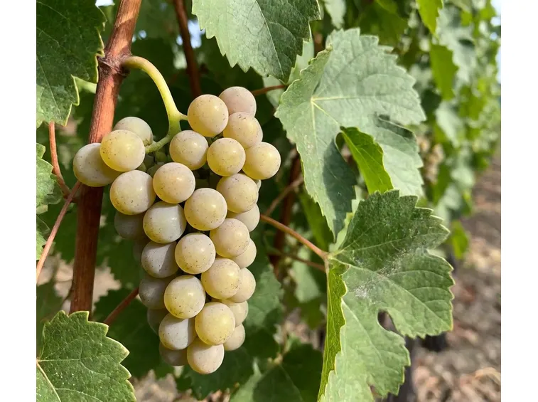 grappolo bianco