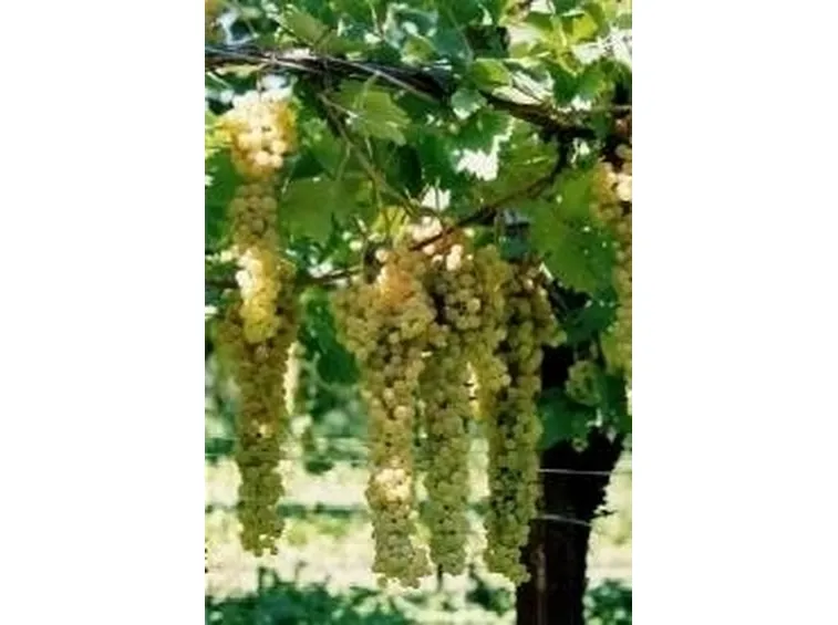 http://www.podereneretta.com/Immagini/grappologrande.jpg
