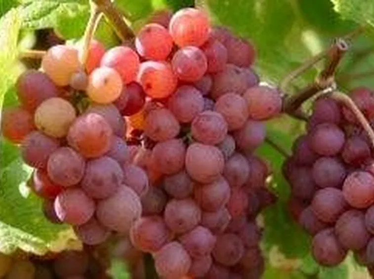 Gewurztraminer