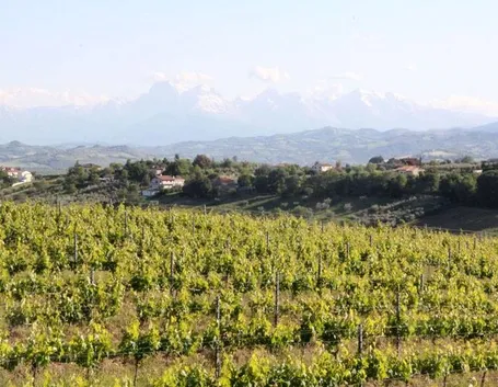 area vinicola