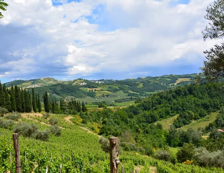 l'area vinicola
