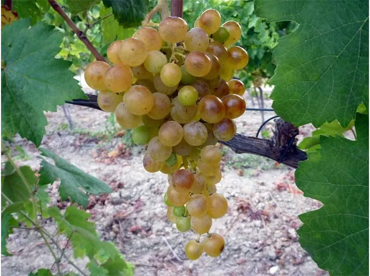 greco bianco 