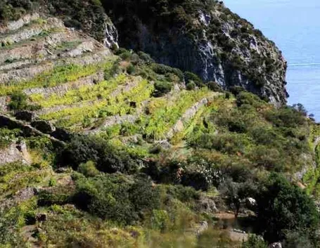 vigneti a capri