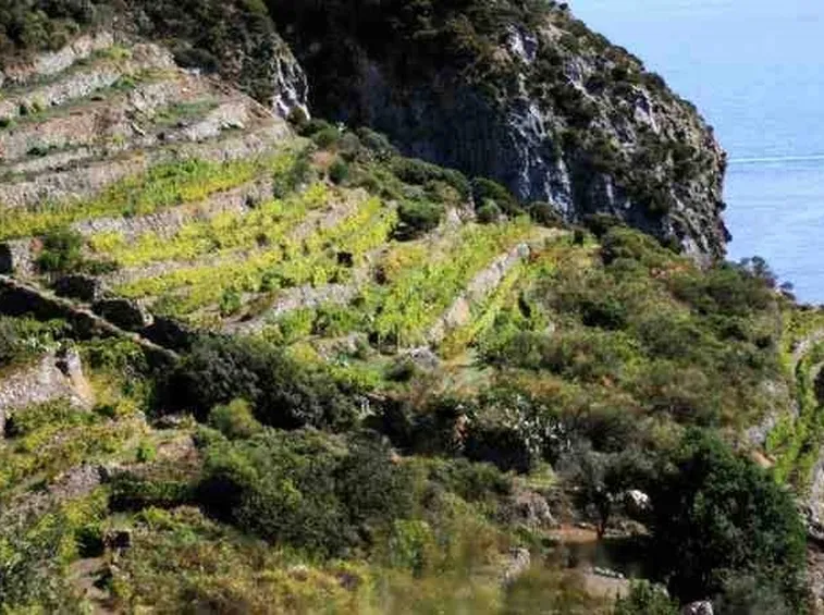 vigneti a capri