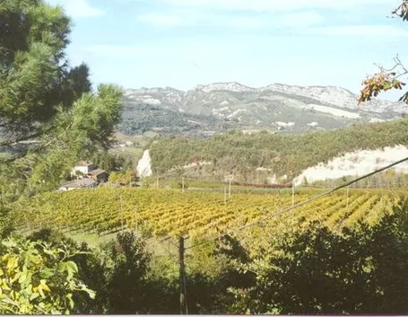vigneti