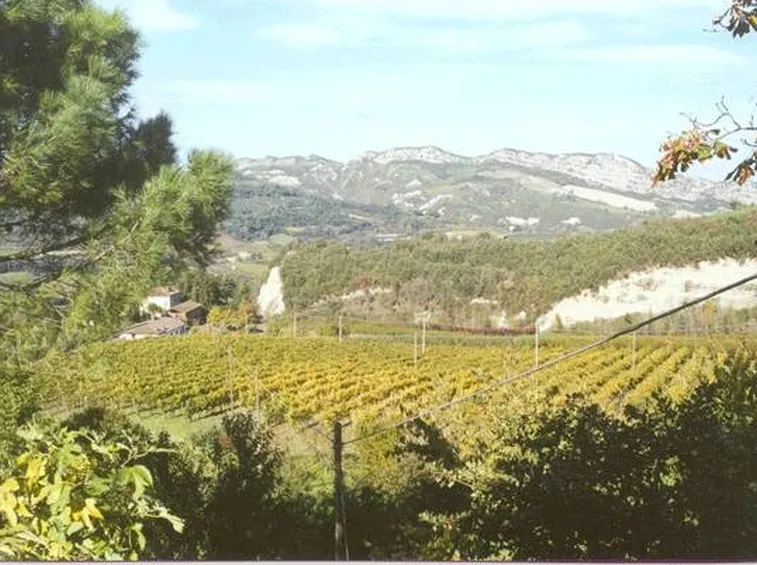 vigneti